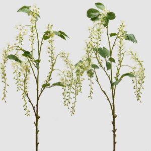 Rama barringtonia acutangula (verde)