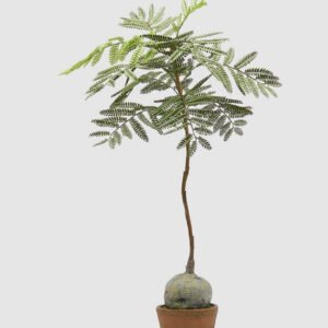 Maceta jacaranda (grande)