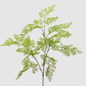 Rama capelvenere olis