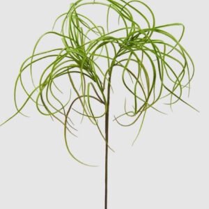 Rama tillandsia bell