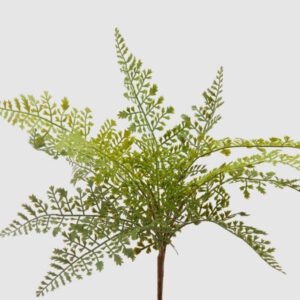 Rama felce (mediana)