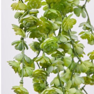 Rama colgante echeveria