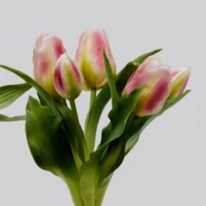 Ramo tulipán rosa (H28)
