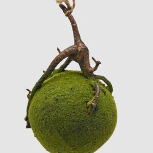 Bola de musgo (mediana)
