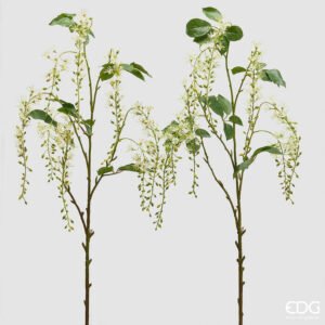 Rama barringtonia acutangula (blanco)